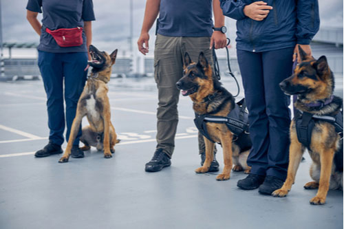 K9 services handlers with German Shepherd sniffer dogs