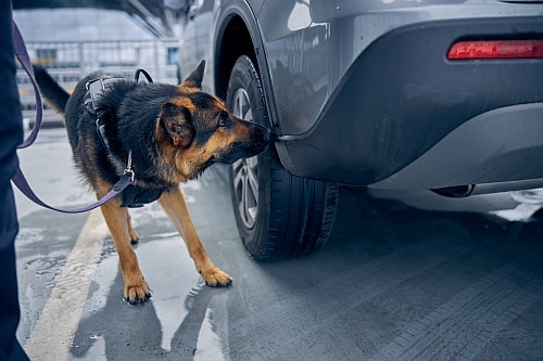 trained dogs can detect drugs in your car and house
