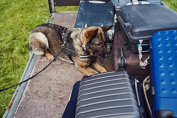 anyone can hire a drug sniffing dog