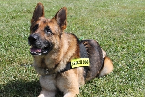 K9 searches for missing people, German Shepherd search and rescue dog